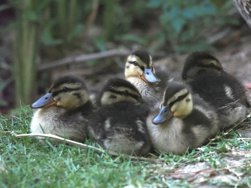 Who needs a weighted blanket when you’ve got a pile of ducklings? Bringing a whole new level to squad snuggles. Who needs a weighted blanket when you’ve got a pile of ducklings? Bringing a whole new level to squad snuggles.