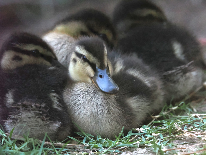 Warning: Maximum cuteness overload ahead! These ducklings prove there’s nothing better than sticking with your best buds for a cozy day in. Warning: Maximum cuteness overload ahead! These ducklings prove there’s nothing better than sticking with your best buds for a cozy day in.