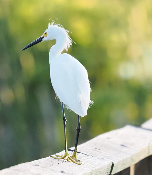 Bad feather day? This Snowy Egret owns it. Proof that confidence is the best accessory—no matter how wild your morning looks! Bad feather day? This Snowy Egret owns it. Proof that confidence is the best accessory—no matter how wild your morning looks!