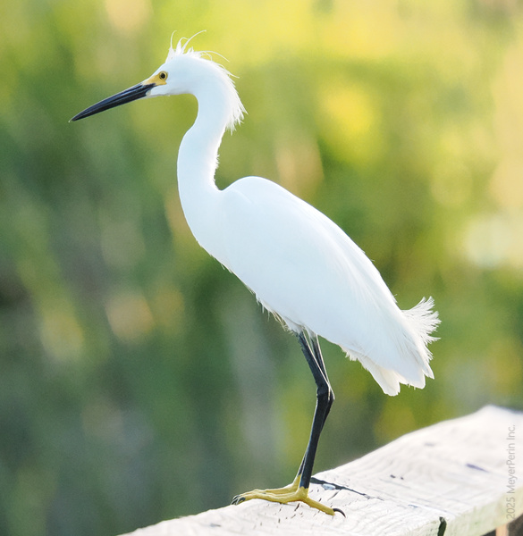 Who says you need fancy shoes to stand out? This Snowy Egret proves that a little flair and confidence go a long way. Who says you need fancy shoes to stand out? This Snowy Egret proves that a little flair and confidence go a long way.