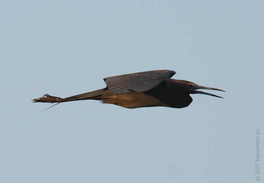 Why walk when you can soar? This heron glides into Monday like it owns the sky—proof that a little lift goes a long way. Why walk when you can soar? This heron glides into Monday like it owns the sky—proof that a little lift goes a long way.