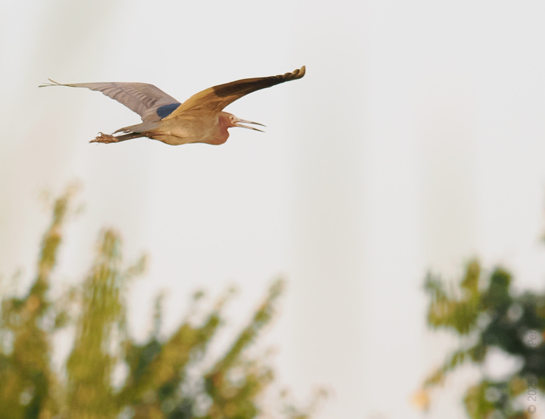 Ever wish you could just wing it? This heron is gliding into Monday with zero regrets and a sky-high attitude. Ever wish you could just wing it? This heron is gliding into Monday with zero regrets and a sky-high attitude.