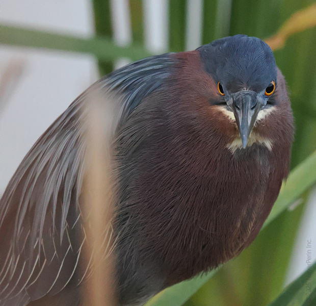 Caught you staring! This Green Heron knows how to strike a pose and bring the drama. Who else wishes they could pull off that feathered look? Caught you staring! This Green Heron knows how to strike a pose and bring the drama. Who else wishes they could pull off that feathered look?