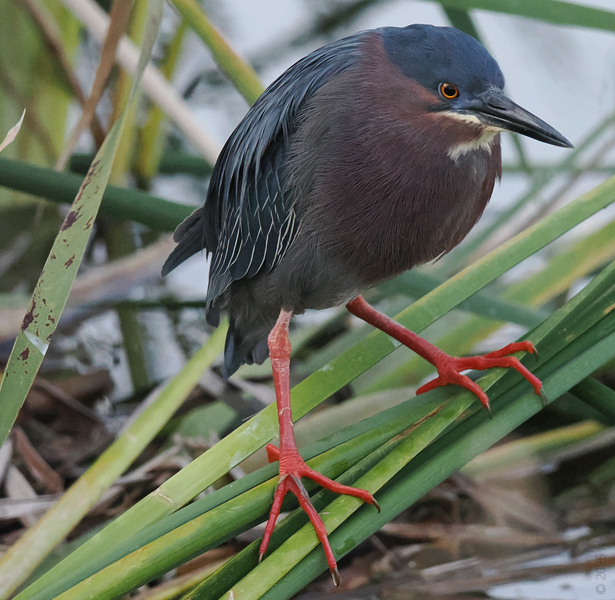 When you’re a green heron, every day is a runway—just look at those legs! Strutting through the reeds and serving fierce wetland fashion. When you’re a green heron, every day is a runway—just look at those legs! Strutting through the reeds and serving fierce wetland fashion.