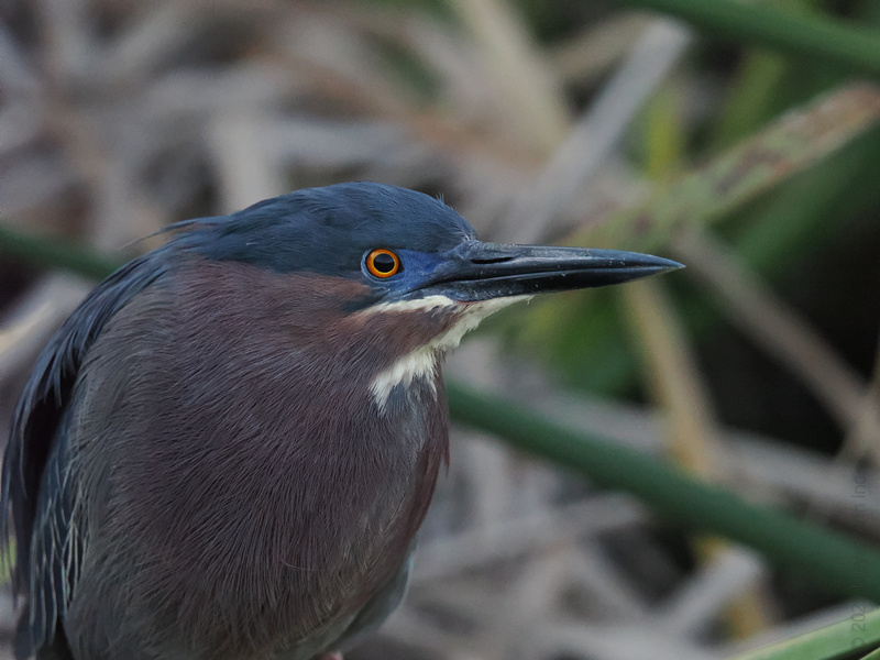 Who says you can’t be sharp and stylish? This Green Heron proves that keen eyesight and killer looks are always in season. Who says you can’t be sharp and stylish? This Green Heron proves that keen eyesight and killer looks are always in season.