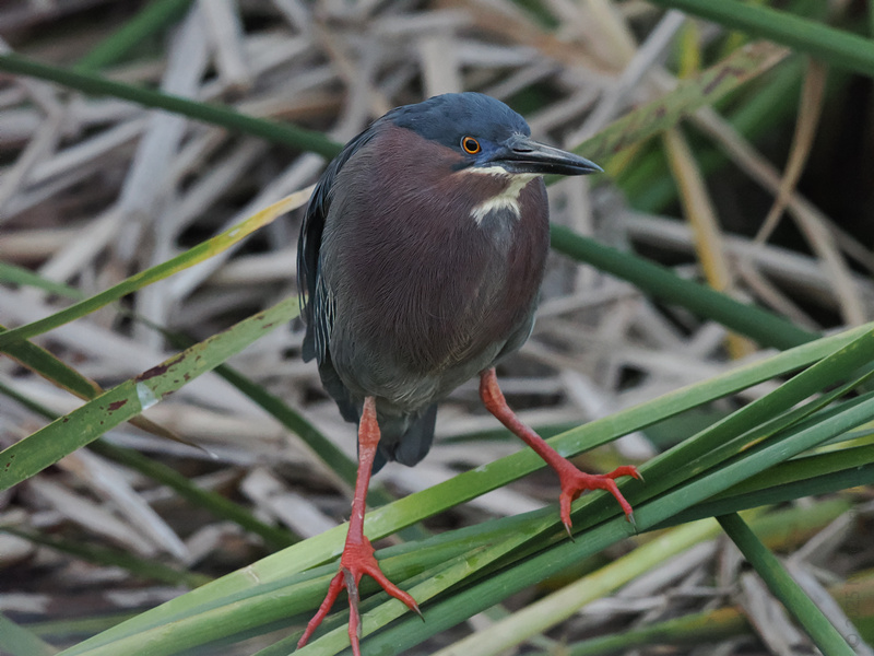 Caught mid-stride, this Green Heron is clearly strutting into Monday like it owns the pond. Who says you can’t walk into the week with serious style? Caught mid-stride, this Green Heron is clearly strutting into Monday like it owns the pond. Who says you can’t walk into the week with serious style?