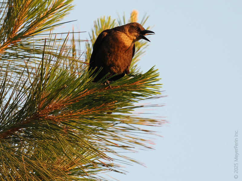 Ever heard a crow spill the best morning gossip? This one’s got the scoop—and a front-row seat to sunrise in the treetops. Ever heard a crow spill the best morning gossip? This one’s got the scoop—and a front-row seat to sunrise in the treetops.