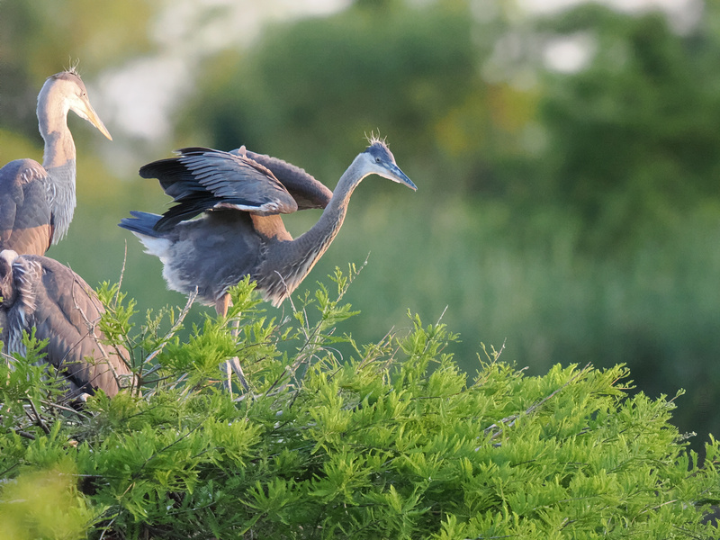 Ready for takeoff or just showing off? These Great Blue Herons know how to ruffle a few feathers while keeping it effortlessly elegant. Nature’s runway never looked so chic! Ready for takeoff or just showing off? These Great Blue Herons know how to ruffle a few feathers while keeping it effortlessly elegant. Nature’s runway never looked so chic!