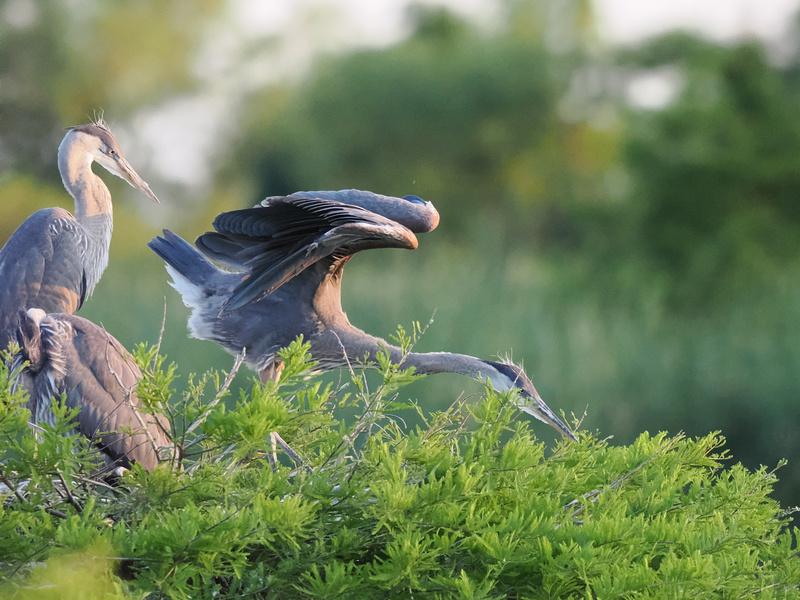 Ready for takeoff or just striking a pose? These Great Blue Herons know how to keep us guessing—and looking twice at nature’s runway. Ready for takeoff or just striking a pose? These Great Blue Herons know how to keep us guessing—and looking twice at nature’s runway.