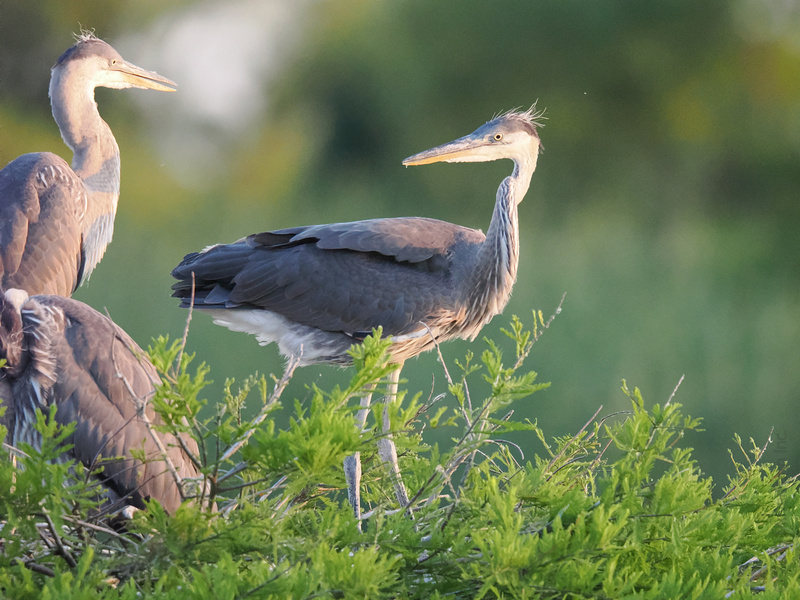 Can you spot the heron with the best hair day? Nature’s runway is open and these Great Blue Herons are serving serious looks. Can you spot the heron with the best hair day? Nature’s runway is open and these Great Blue Herons are serving serious looks.