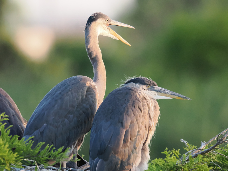 Ever feel like your roommate talks too much? These Great Blue Herons know the struggle. Sometimes, silence really is golden. Ever feel like your roommate talks too much? These Great Blue Herons know the struggle. Sometimes, silence really is golden.