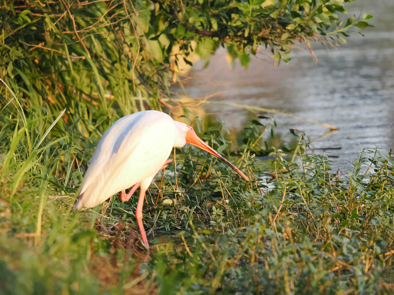 Fishing without a rod? The white ibis has mastered the art of snagging snacks straight from the shoreline—no bait required! Fishing without a rod? The white ibis has mastered the art of snagging snacks straight from the shoreline—no bait required!