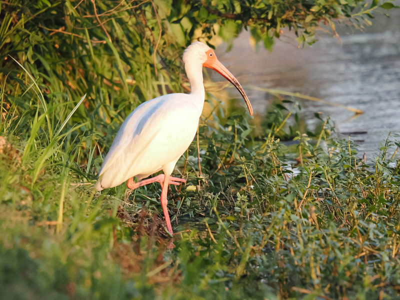 Stepping out like a runway model, this white ibis proves that wetland style is always in season. Who else wishes they had legs this fabulous? Stepping out like a runway model, this white ibis proves that wetland style is always in season. Who else wishes they had legs this fabulous?