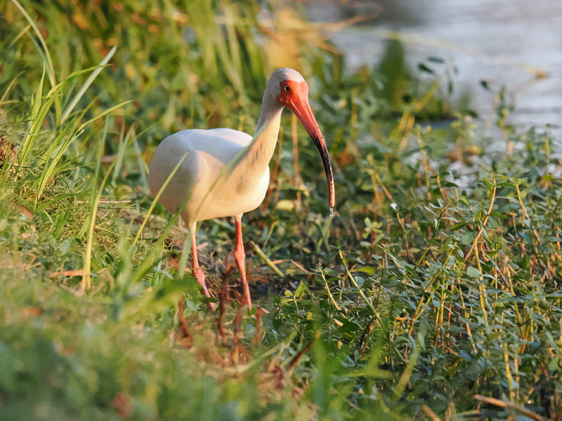 Caught mid-stroll, this White Ibis is serving looks and hunting bugs—just another glam day on the wetlands runway. Caught mid-stroll, this White Ibis is serving looks and hunting bugs—just another glam day on the wetlands runway.