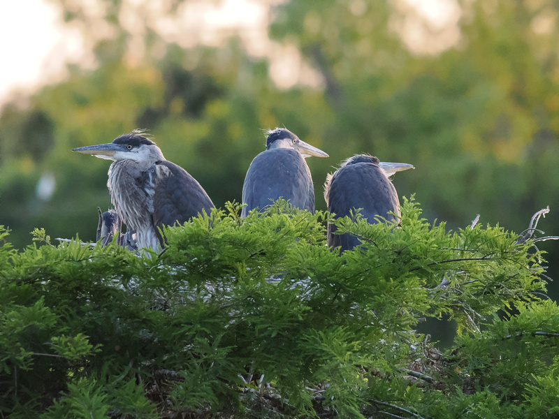 Who ordered the grumpy blue heron special? Three times the attitude, one nest, and zero patience for morning nonsense. Who ordered the grumpy blue heron special? Three times the attitude, one nest, and zero patience for morning nonsense.