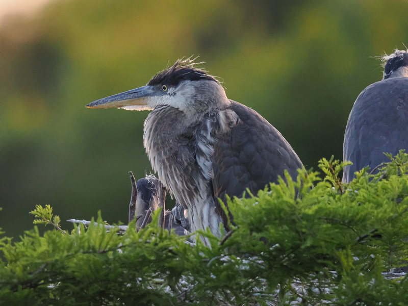 Ruffled feathers? This Great Blue Heron calls it a style choice. Nature’s runway never looked so graceful—or so fabulously wild. Ruffled feathers? This Great Blue Heron calls it a style choice. Nature’s runway never looked so graceful—or so fabulously wild.