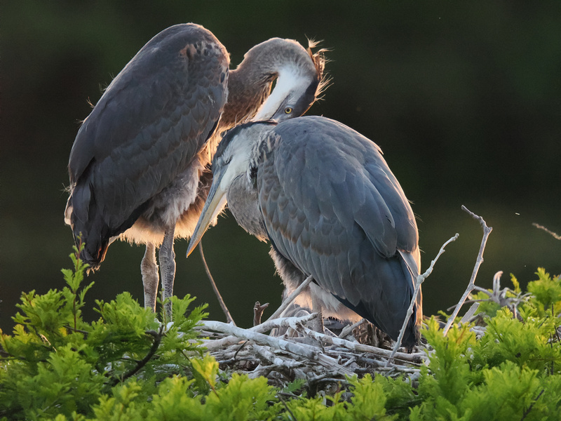 Caught you checking my feathers! Even great blue herons know that a little preening is the key to looking fly—especially when love is in the air. Caught you checking my feathers! Even great blue herons know that a little preening is the key to looking fly—especially when love is in the air.