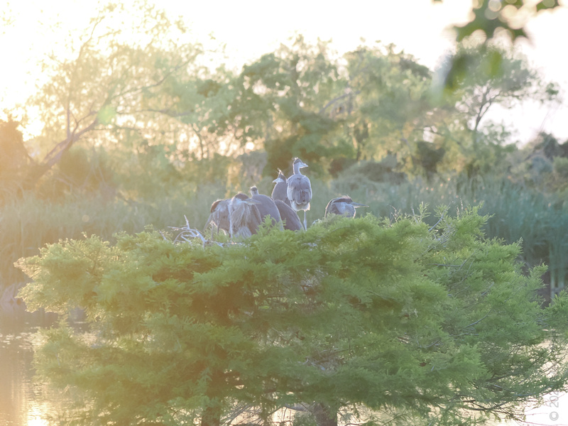 When the herons call a treehouse meeting, you know nature’s boardroom is open for business. Catch the sunrise, stay for the strategy session. When the herons call a treehouse meeting, you know nature’s boardroom is open for business. Catch the sunrise, stay for the strategy session.