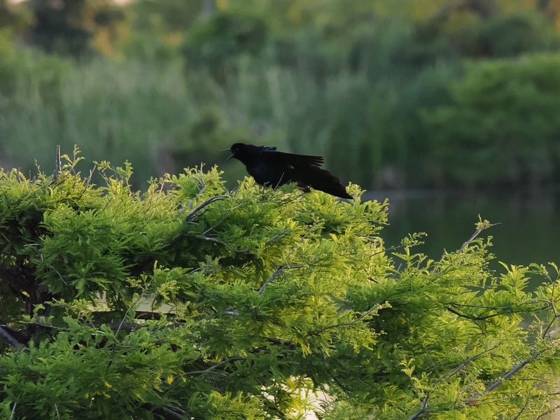 Caught in a game of hide and seek, this blackbird is winning at camouflage and attitude. Sometimes the best views come with feathers and a side of mystery! Caught in a game of hide and seek, this blackbird is winning at camouflage and attitude. Sometimes the best views come with feathers and a side of mystery!