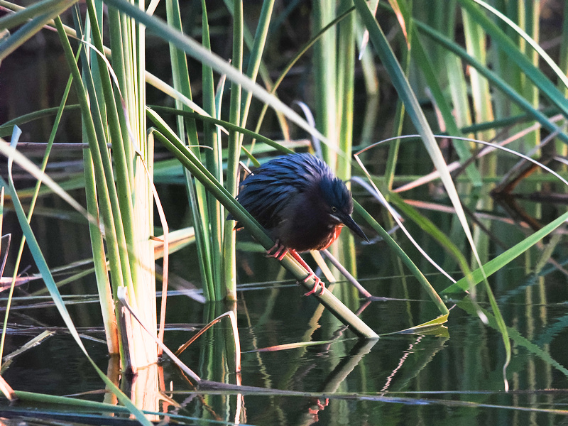 Ready, set, fish! This green heron’s patience game is next-level—waiting for the perfect moment is its secret to success. Nature's silent hunter at work!