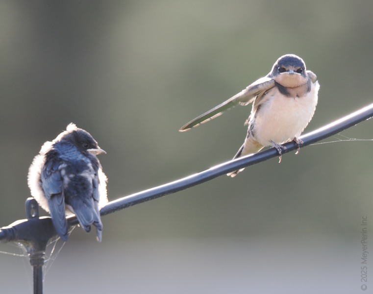 Caught in the act! When a barn swallow forgets if it's preening or practicing its runway pose—either way, these feathers mean business. Caught in the act! When a barn swallow forgets if it's preening or practicing its runway pose—either way, these feathers mean business.