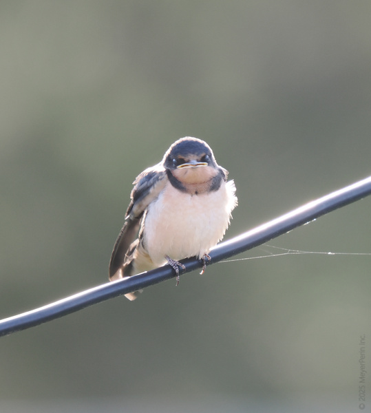 When your Monday mood is a barn swallow on a wire—cute, fluffed up, and not moving until there’s coffee... or a good reason to fly. When your Monday mood is a barn swallow on a wire—cute, fluffed up, and not moving until there’s coffee... or a good reason to fly.