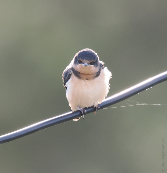 Can you handle this level of cuteness? This Barn Swallow is proof that confidence comes with a fluff—and maybe a little attitude. Can you handle this level of cuteness? This Barn Swallow is proof that confidence comes with a fluff—and maybe a little attitude.