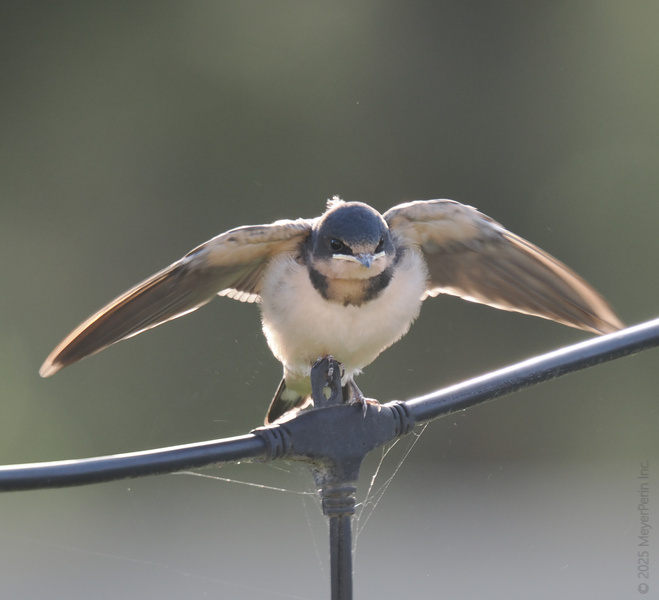 Caught mid-flap! This barn swallow doesn’t just wing it—every landing is a runway moment. Ready for takeoff or just posing for the camera? You decide. Caught mid-flap! This barn swallow doesn’t just wing it—every landing is a runway moment. Ready for takeoff or just posing for the camera? You decide.