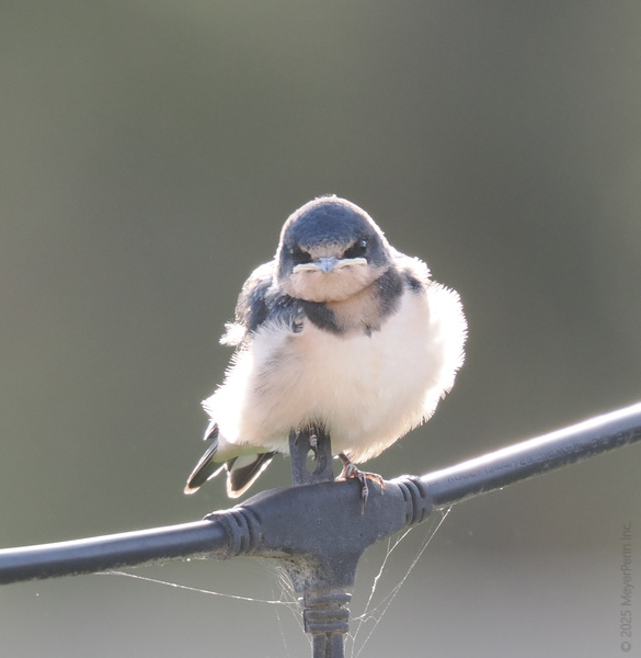 Feeling judged? This barn swallow invented the side-eye and the fluff. Proof that you don’t have to be big to bring your attitude game. Feeling judged? This barn swallow invented the side-eye and the fluff. Proof that you don’t have to be big to bring your attitude game.