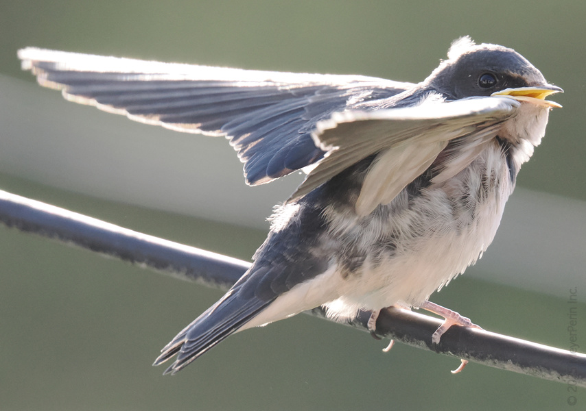 Stop scrolling—this Barn Swallow is serving up some serious wing-spread drama. Proof that when you’re born to fly, every perch is a runway. Stop scrolling—this Barn Swallow is serving up some serious wing-spread drama. Proof that when you’re born to fly, every perch is a runway.
