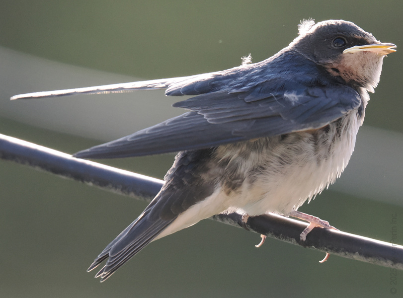 Ready for a close-up? This barn swallow proves that even on a wire, you can still be the star of the show. Ready for a close-up? This barn swallow proves that even on a wire, you can still be the star of the show.