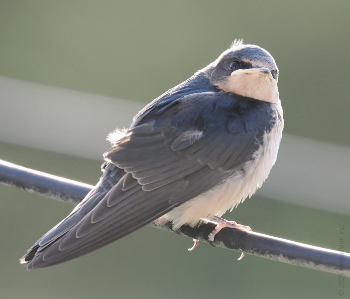 Spot the swag on this Barn Swallow—proving you don’t need fancy feathers to own the runway. This little bird is all about simple elegance and smooth landings. Spot the swag on this Barn Swallow—proving you don’t need fancy feathers to own the runway. This little bird is all about simple elegance and smooth landings.