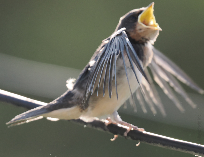 Ever feel like a barn swallow belting out your order at the drive-thru? When you're hungry, subtlety just flies out the window! Ever feel like a barn swallow belting out your order at the drive-thru? When you're hungry, subtlety just flies out the window!