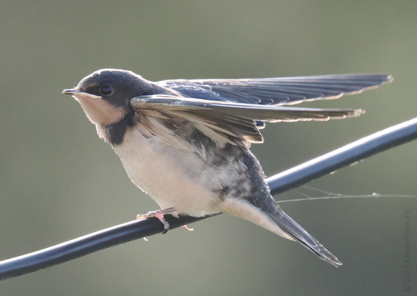 Ready for takeoff? This barn swallow shows us how to wing it—sometimes all you need is a little pause before you soar. Ready for takeoff? This barn swallow shows us how to wing it—sometimes all you need is a little pause before you soar.