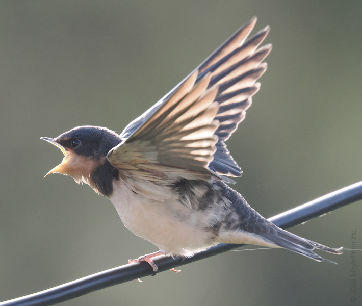 Ready for takeoff or just spreading the news? This barn swallow knows that every wire is a runway for big dreams (and even bigger stories). Ready for takeoff or just spreading the news? This barn swallow knows that every wire is a runway for big dreams (and even bigger stories).