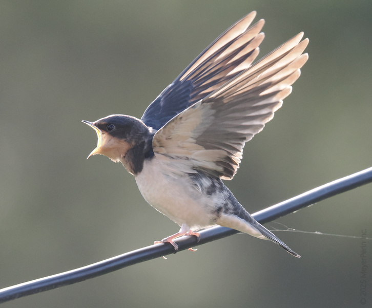 Stop scrolling—this barn swallow is about to drop some serious tweets. Proof that sometimes you just need to spread your wings and let your voice be heard. Stop scrolling—this barn swallow is about to drop some serious tweets. Proof that sometimes you just need to spread your wings and let your voice be heard.