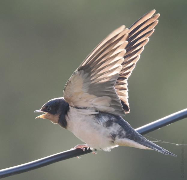 Ready for takeoff? This barn swallow is here to remind you: sometimes you just need to spread your wings and go for it—wires and all! Ready for takeoff? This barn swallow is here to remind you: sometimes you just need to spread your wings and go for it—wires and all!