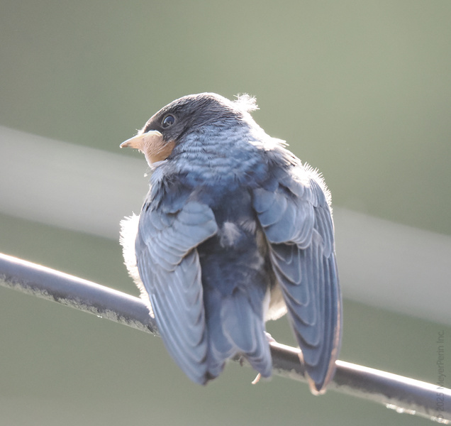 Ready for takeoff? This young swallow is still working on its flight game—but that doesn't mean it can't serve looks while it waits for its big debut! Ready for takeoff? This young swallow is still working on its flight game—but that doesn't mean it can't serve looks while it waits for its big debut!