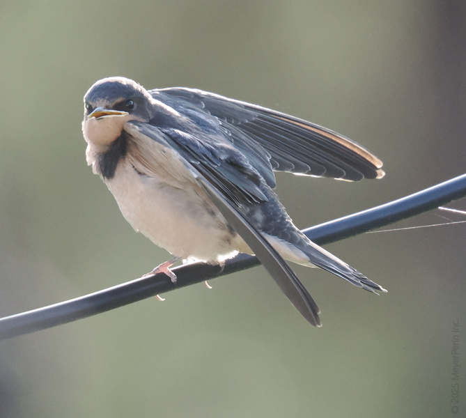 Pause your scroll—this barn swallow is here on official wire business. Who else rocks a feathered blazer and never misses a meeting? Pause your scroll—this barn swallow is here on official wire business. Who else rocks a feathered blazer and never misses a meeting?