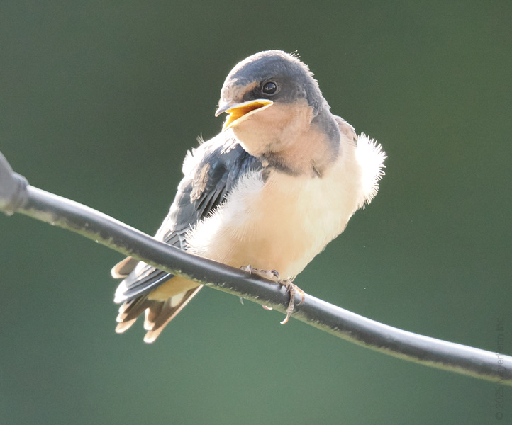 This barn swallow isn’t just singing for fun—he’s here to remind you: take a break, perch awhile, and let your thoughts soar. This barn swallow isn’t just singing for fun—he’s here to remind you: take a break, perch awhile, and let your thoughts soar.