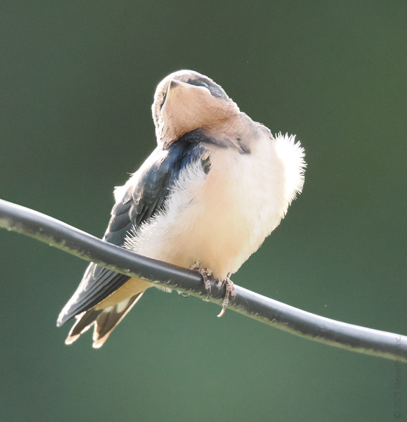 Ever seen a Barn Swallow pull off the ‘where’s my head?’ trick? Proof that nature’s got jokes—and incredible flexibility. Ever seen a Barn Swallow pull off the ‘where’s my head?’ trick? Proof that nature’s got jokes—and incredible flexibility.