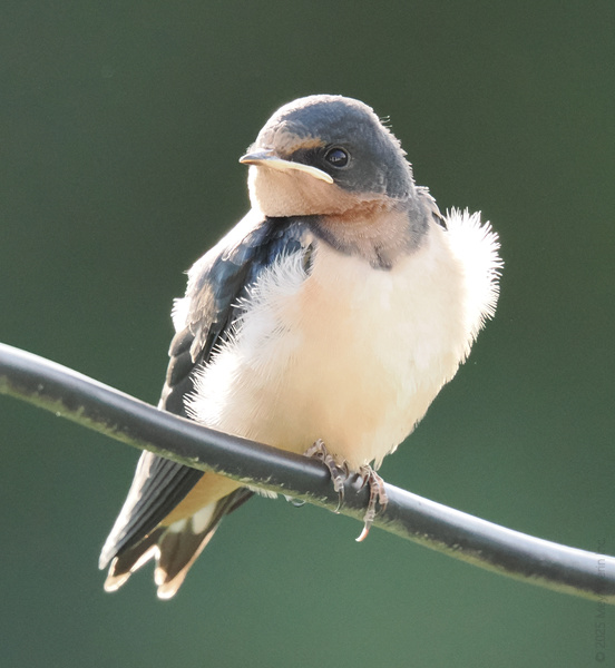 Caught you staring, didn’t I? This barn swallow knows how to turn a perch into a runway. Modeling comfort and confidence, one fluffy feather at a time.