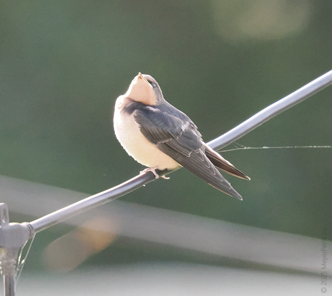 When life gets tangled, channel your inner swallow—chin up, wings tucked, and always ready for your next flight. When life gets tangled, channel your inner swallow—chin up, wings tucked, and always ready for your next flight.