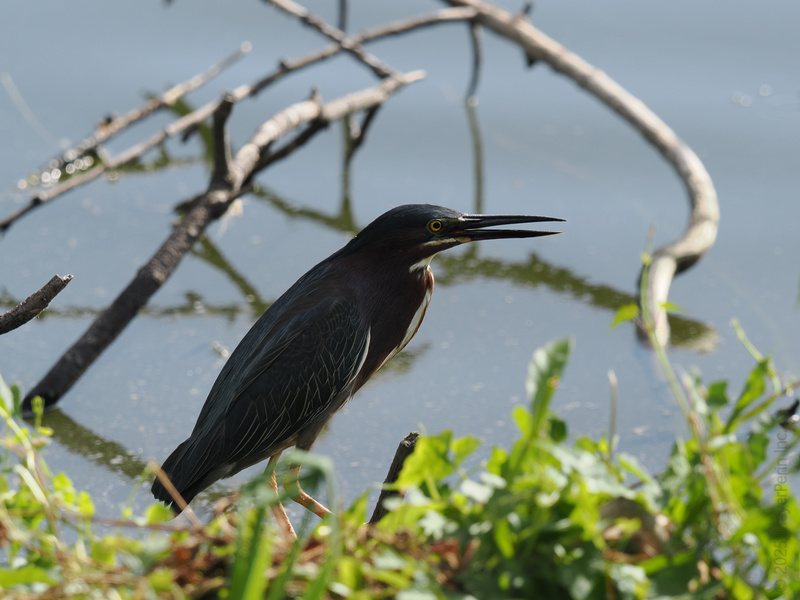 Did someone say lunch break? This Green Heron is ready for a waterside snack and a front row seat to nature’s daily drama. Did someone say lunch break? This Green Heron is ready for a waterside snack and a front row seat to nature’s daily drama.