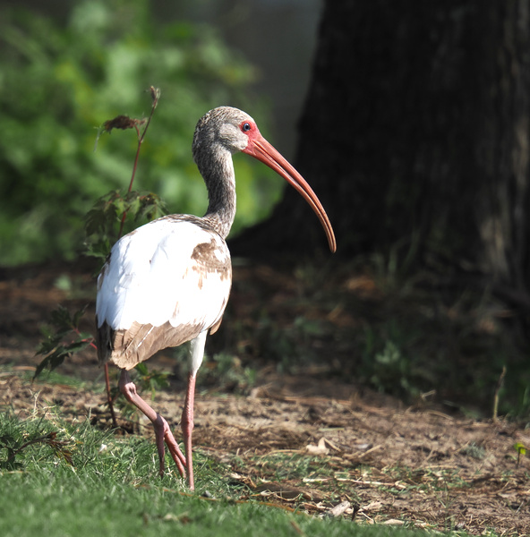 Worried about standing out? Just ask the white ibis—own your quirks, strut your stuff, and let that fabulous beak lead the way! Worried about standing out? Just ask the white ibis—own your quirks, strut your stuff, and let that fabulous beak lead the way!