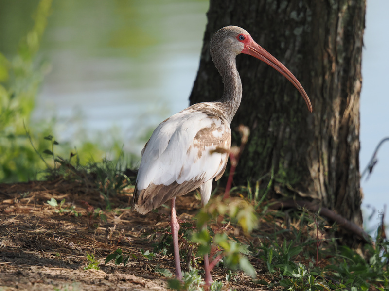 Plot twist: It’s not a stork—it’s a white ibis on a lakeside stroll, proving that long legs and a curved bill make any walk look glamorous. Plot twist: It’s not a stork—it’s a white ibis on a lakeside stroll, proving that long legs and a curved bill make any walk look glamorous.