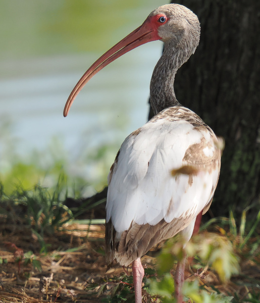 Did someone say side profile? This white ibis is out here redefining “birdwatching” and proving great style is always a matter of perspective. Did someone say side profile? This white ibis is out here redefining “birdwatching” and proving great style is always a matter of perspective.