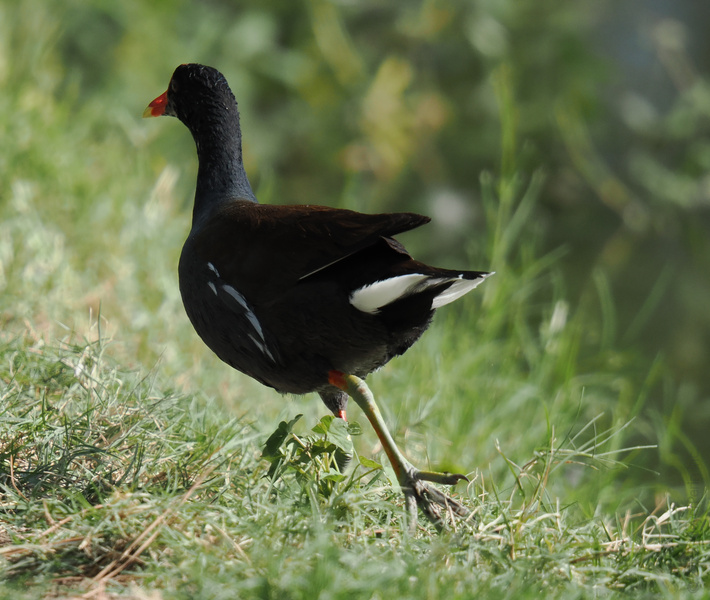 Strutting off into the weekend like this moorhen—sometimes you’ve just got to wing it and let your true colors show! Strutting off into the weekend like this moorhen—sometimes you’ve just got to wing it and let your true colors show!