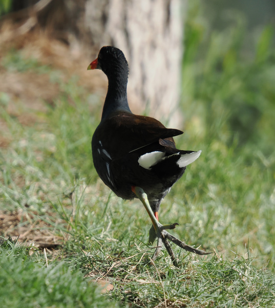 Ever seen a moorhen strut like it owns the place? Catch me if you can—confidence is my true superpower. Ever seen a moorhen strut like it owns the place? Catch me if you can—confidence is my true superpower.