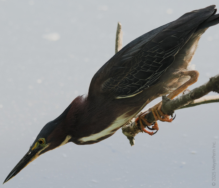 Talk about focus—this Green Heron makes waiting for dinner look like an Olympic sport. Would you dive into your goals with this much style (and patience)? Talk about focus—this Green Heron makes waiting for dinner look like an Olympic sport. Would you dive into your goals with this much style (and patience)?